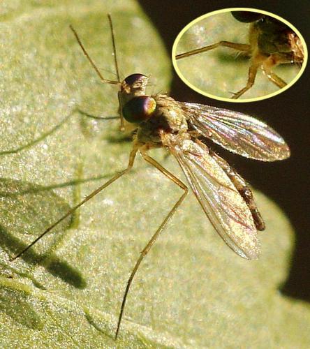 Sciapus sp.